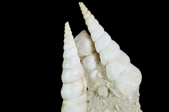 Fossil Gastropod (Haustator) Cluster - Damery, France #86573